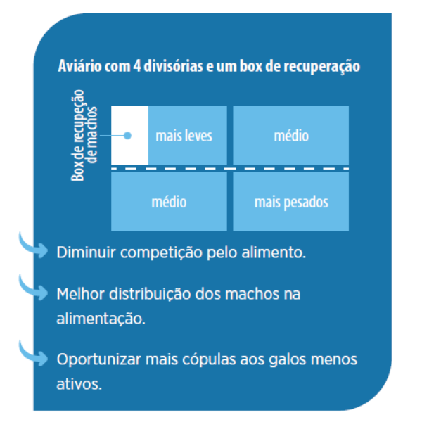 Machos reprodutores: como obter bons indicadores de fertilidade na fase de produção