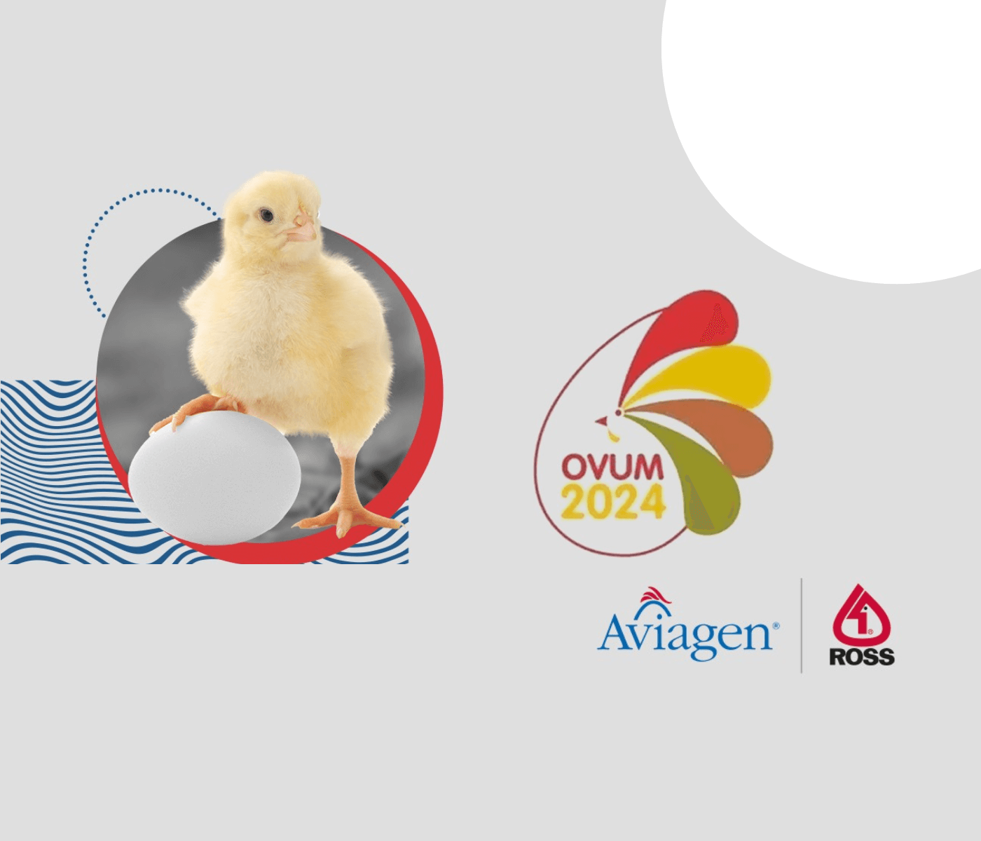 Especialistas da Aviagen marcam presença no OVUM 2024