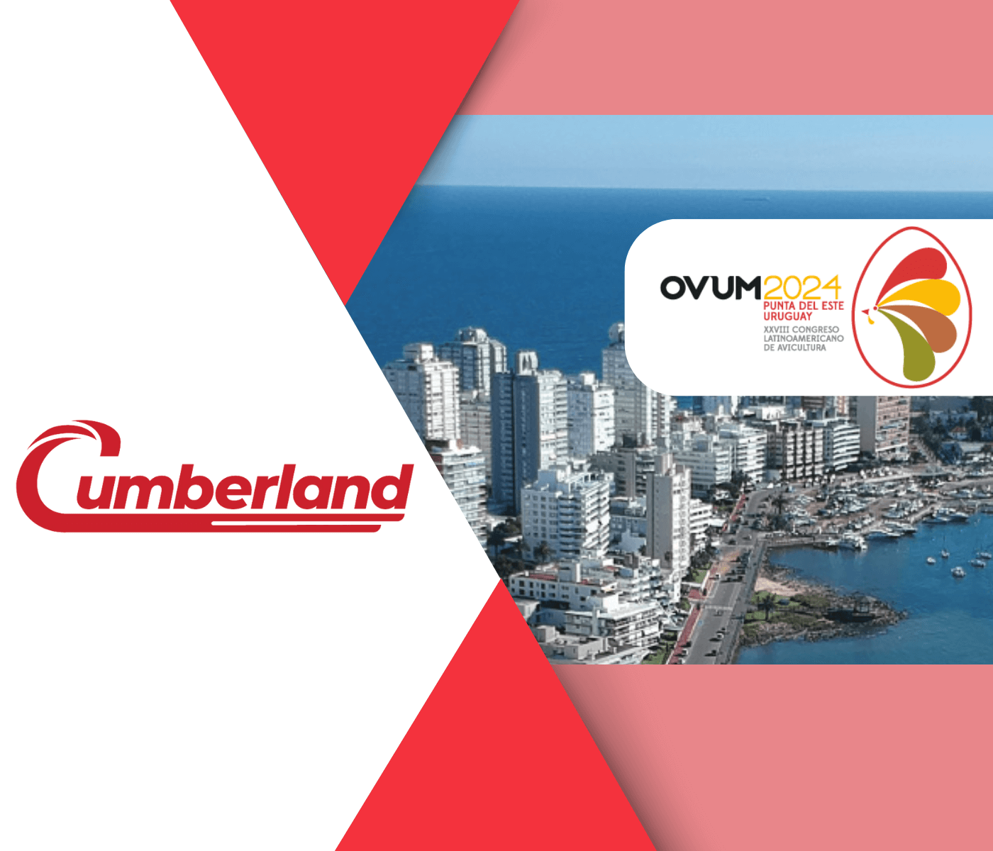 Cumberland apresenta soluções inovadoras e sustentáveis para avicultura no OVUM...