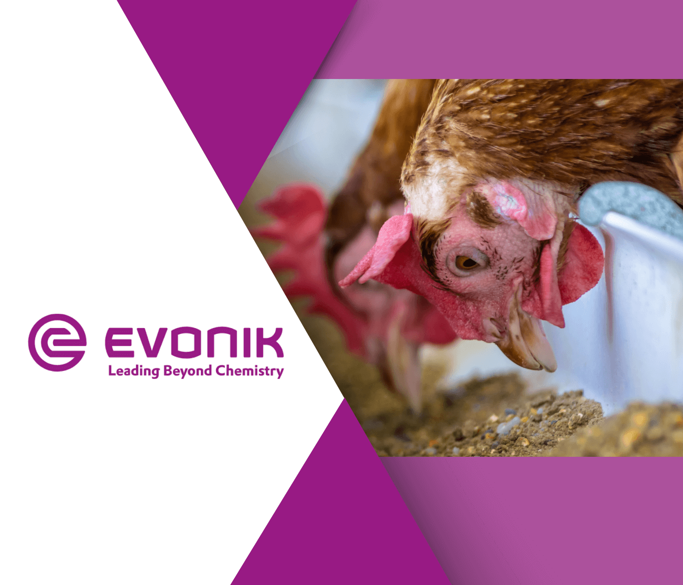 Evonik discutiu nutrição de aves mais precisa para melhor desempenho,...