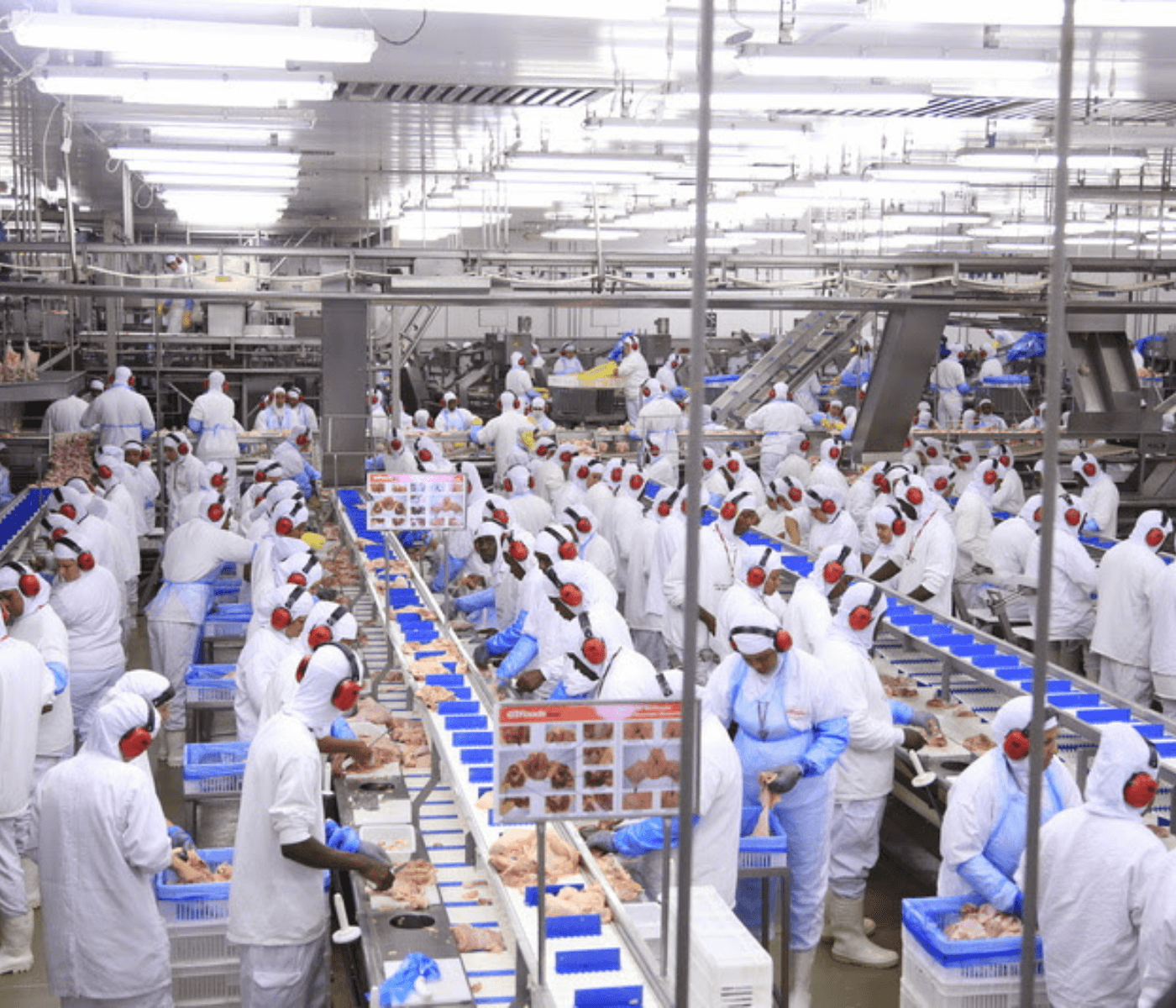 GTFoods prevê crescimento de 10% nas exportações de frango e Conab tem projeções otimistas para 2025 