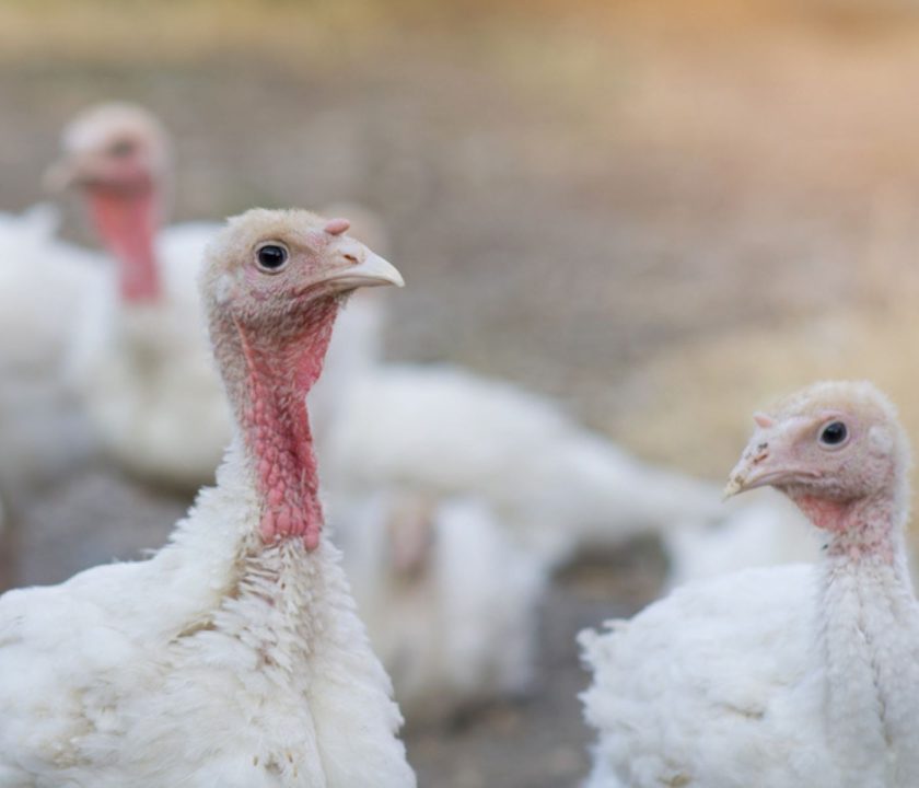 Ecuador: Este año la oferta de pavos será superior a pesar de crisis económica y energética