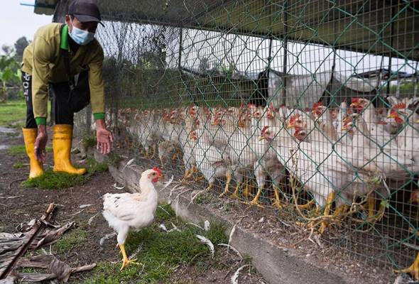 Johor, MPC dan agensi persekutuan pertingkat pembangunan penternakan ayam moden