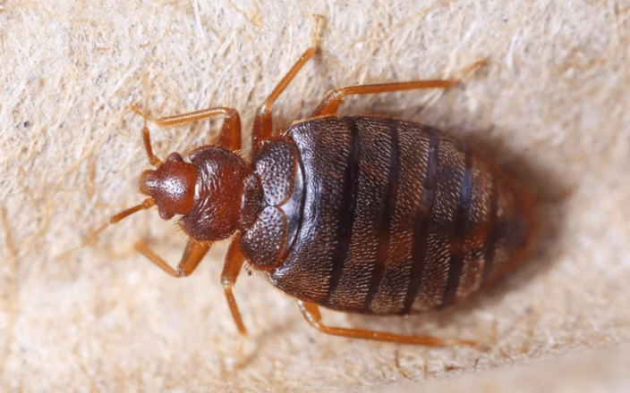 Bedbug infestation in broiler breeder operations