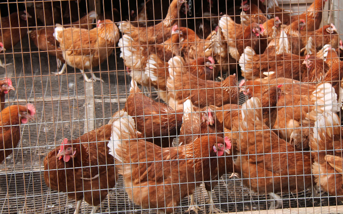 Avian Influenza: emergency declared in California