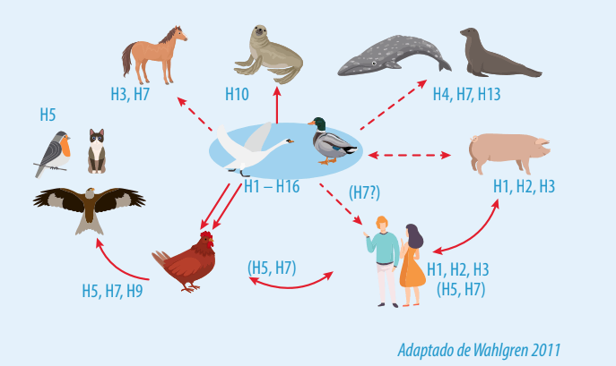 Bioseguridad en tiempos de Influenza Aviar- Parte 1