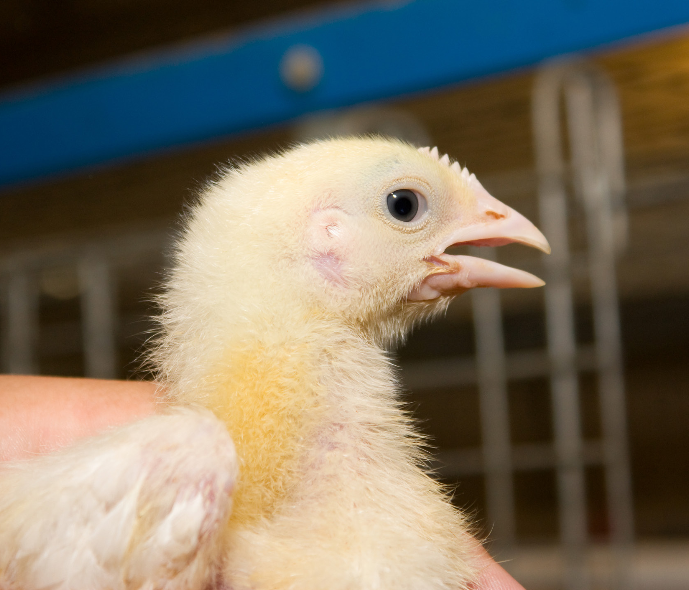 La bioseguridad: primera línea de defensa contra la coccidiosis