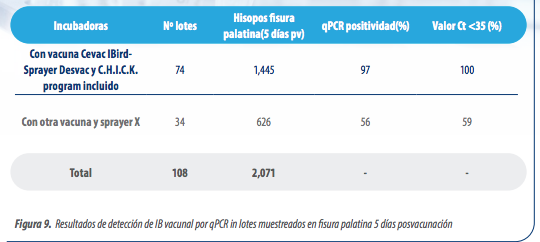 vacunacion bronquitis 