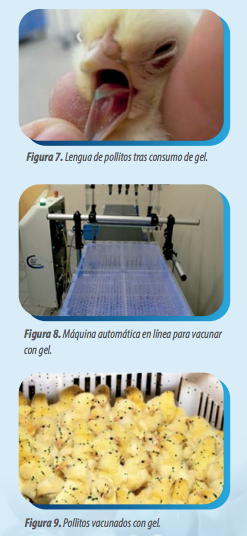 vacunacion bronquitis 