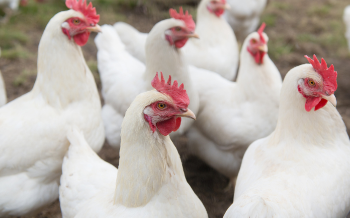 New approaches required to manage IBD in poultry