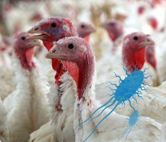 Vacunación contra Salmonella en producción de pavos