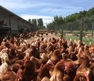 Imagen Revista La prevención como objetivo en casos de colibacilosis en gallinas ponedoras