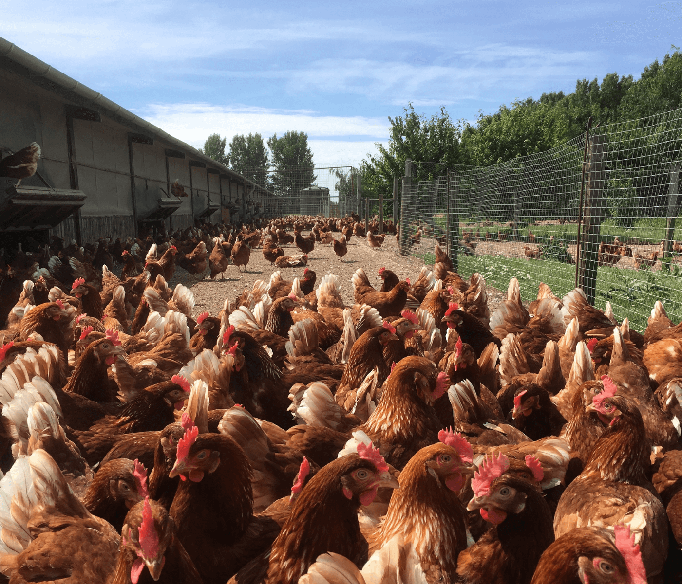 La prevención como objetivo en casos de colibacilosis en gallinas...