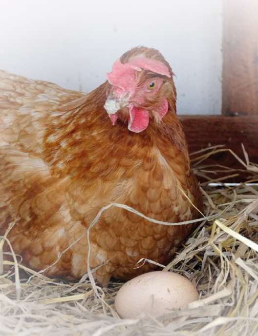 gallinas ponedoras