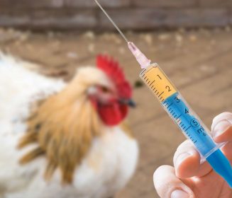 Imagen Revista Advancements in Poultry Salmonella Vaccine Strategies: Balancing Safety and Immunogenicity