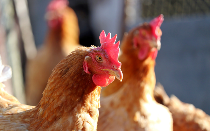 The importance of sunlight in poultry farming