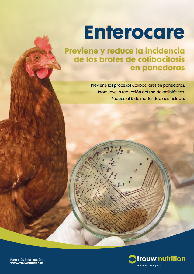 colibacilosis aviar cómo prevenirla en gallinas ponedoras