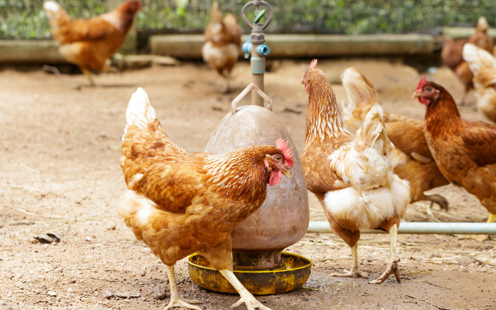 Will the UK egg industry achieve cage-free status by 2025?