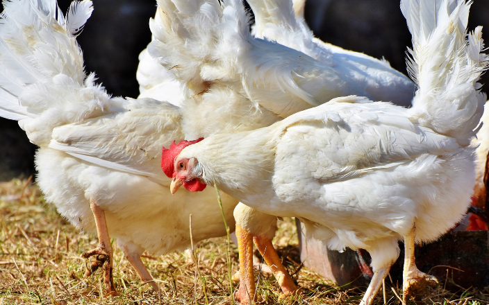 How will changes in US immigration policy affect the poultry sector?