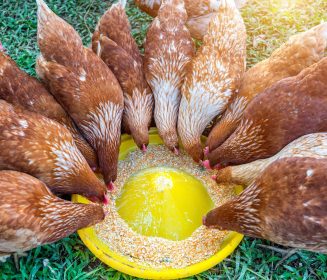 Imagen Revista Alimentación de ponedoras de larga vida productiva