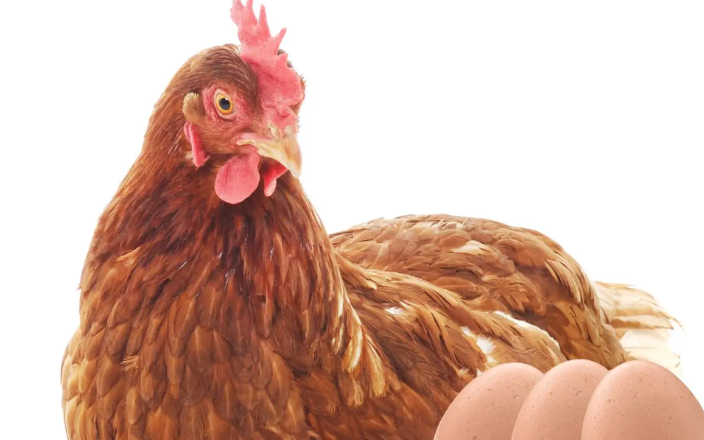 Types of poultry production, we tell you about it!