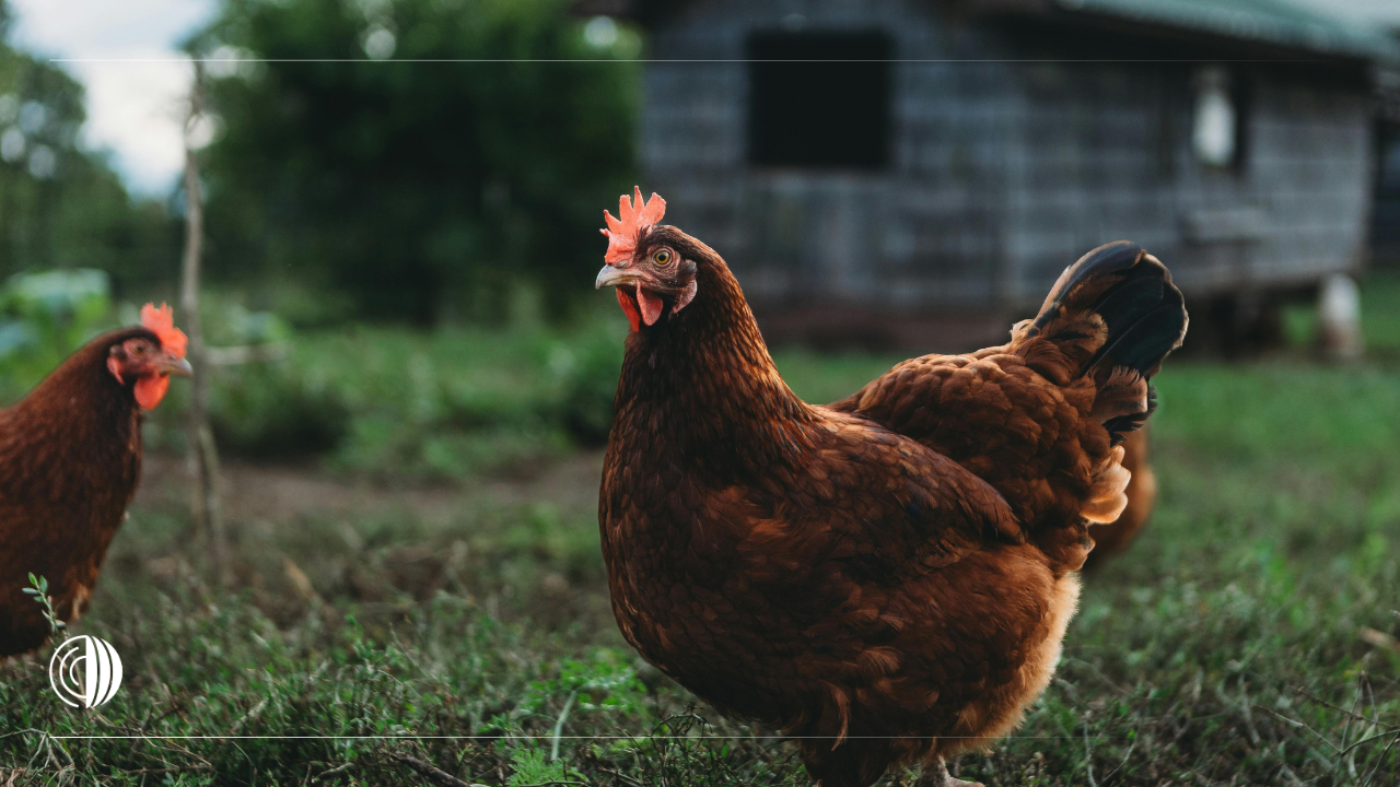 WOAH himbau pengetatan kontrol terhadap avian influenza