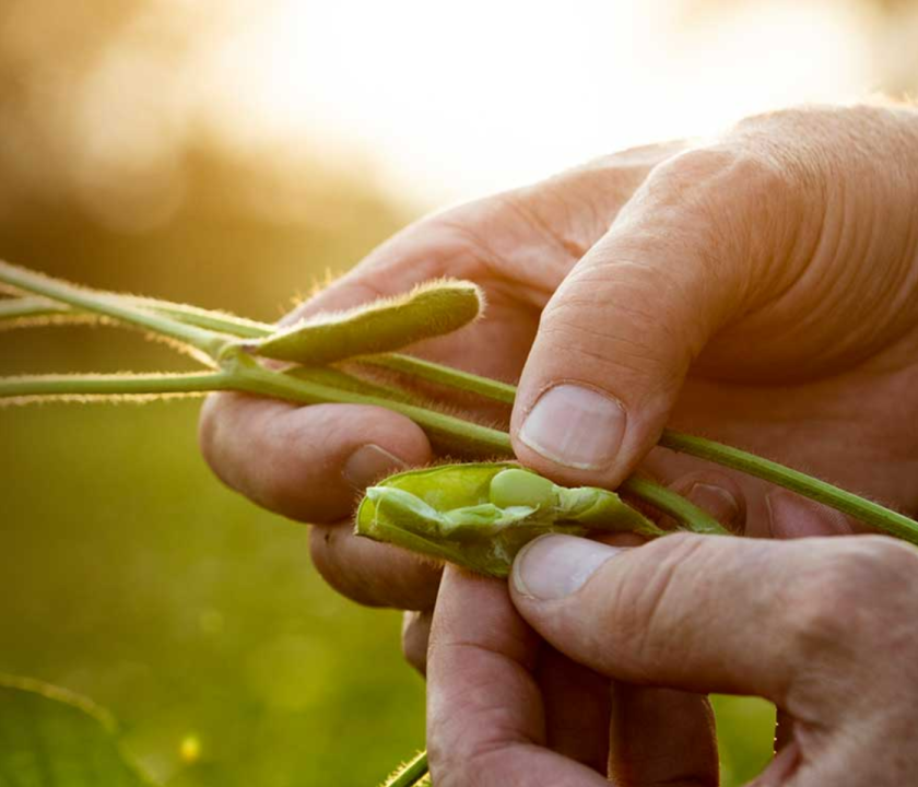 La USSEC da la bienvenida a su socio #40: Avanzando en soluciones sostenibles en toda América - soja programa Sustainable U.S. Soy (SUSS)