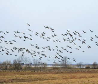 OPS lanza herramienta interactiva para monitorear Influenza Aviar H5N1 en las Américas