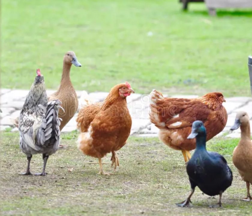 Argentina: Confirman brote de Influenza Aviar de Alta Patogenicidad