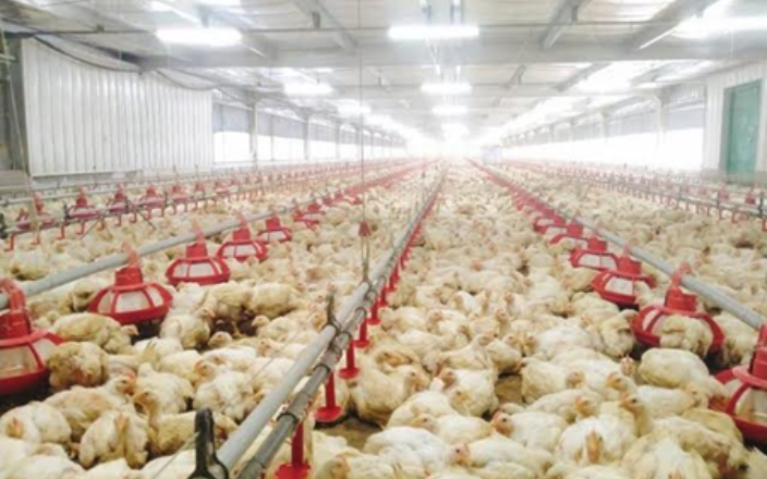 Rearing Systems in Broiler Breeder Farms