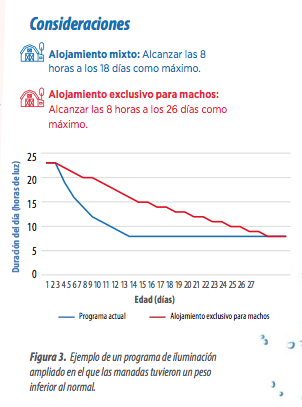 Las prácticas adecuadas de manejo, como la clasificación, los programas de iluminación prolongada y la utilización de una estrategia mejorada de nutrientes durante el período de recría, pueden ayudar a tener una salud òptima en las patas de los machos. 