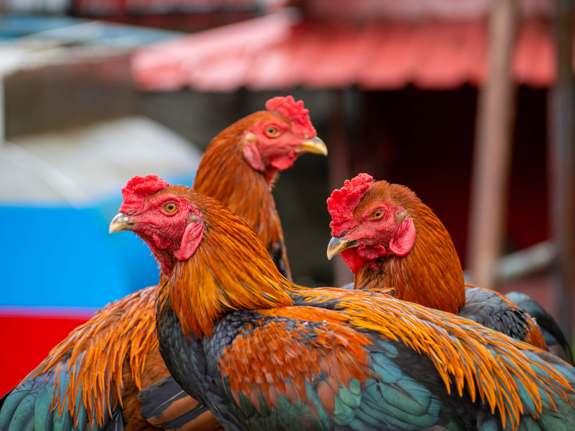 Investigados 11 individuos por el robo de gallos de pelea y gallinas en La Carlota