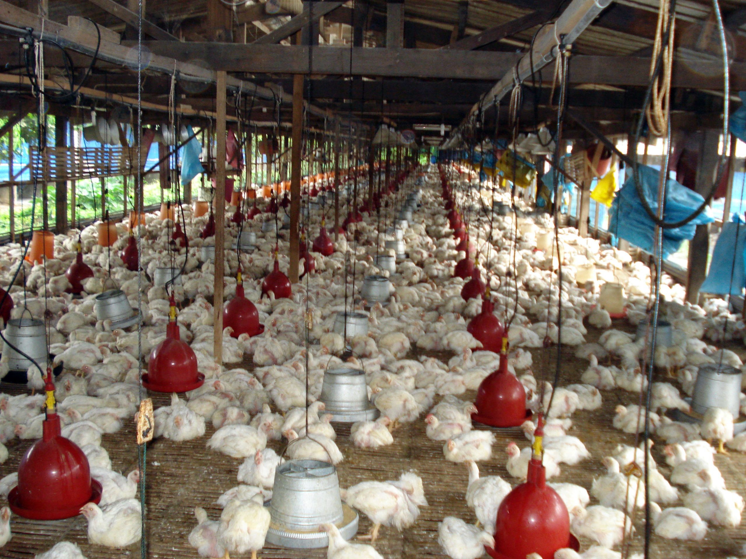 Central Luzon nananatiling pinakamalaking producer ng manok sa Pilipinas