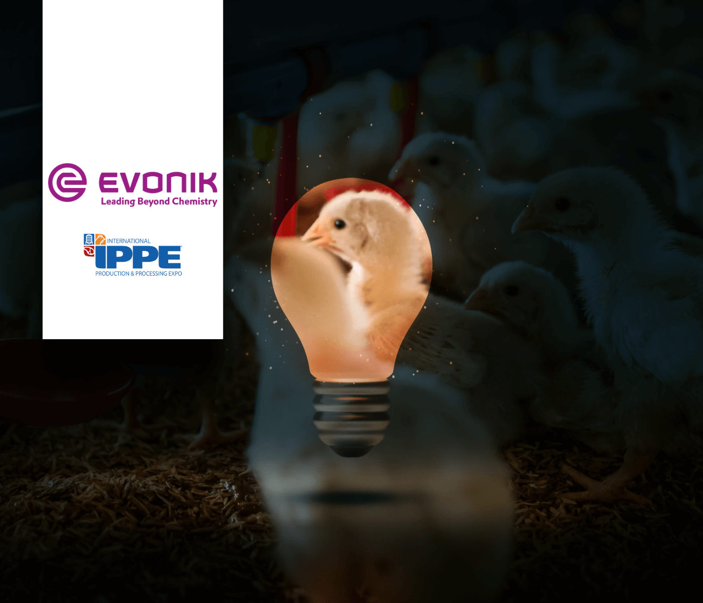 Evonik destaca inovação e parcerias estratégicas para a avicultura na...