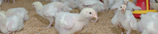 O impacto das síndromes respiratórias na qualidade do frango e nos programas de segurança dos alimentos