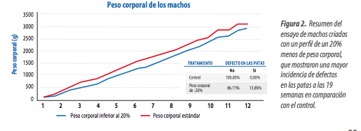 Las prácticas adecuadas de manejo, como la clasificación, los programas de iluminación prolongada y la utilización de una estrategia mejorada de nutrientes durante el período de recría, pueden ayudar a tener una salud òptima en las patas de los machos.