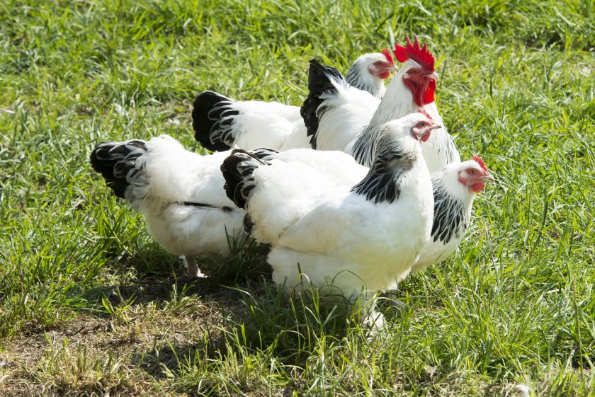 Recría de machos para una salud óptima de las patas