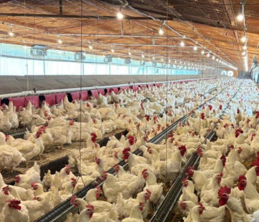 Granjas avícolas recertificadas: Compartimentos libres de Influenza Aviar en Argentina