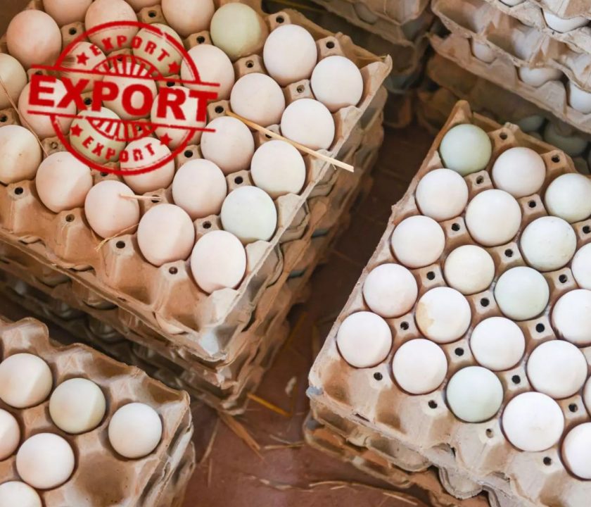 Crecimiento de Exportaciones de Huevos Brasileños en 2025: Incremento en Volumen e Ingresos