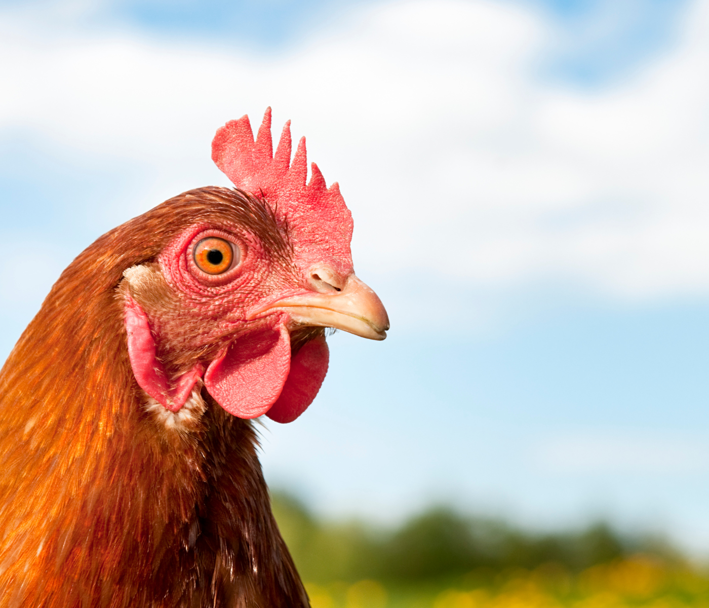 Key Trends in the Laying Poultry Sector for 2025