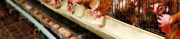 A nutrição como aliada no combate a Salmonella 