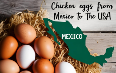 Mexico leads egg exports to U.S. amid Avian Influenza shortage