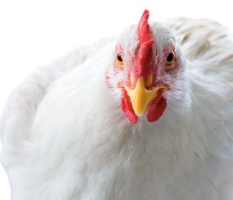 Imagen Revista Newcastle Disease: Knowing the Virus Better to Make the Best Control Decisions. Part I