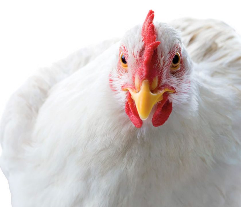 Newcastle Disease