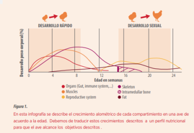 Gráfico desarrollo pollos