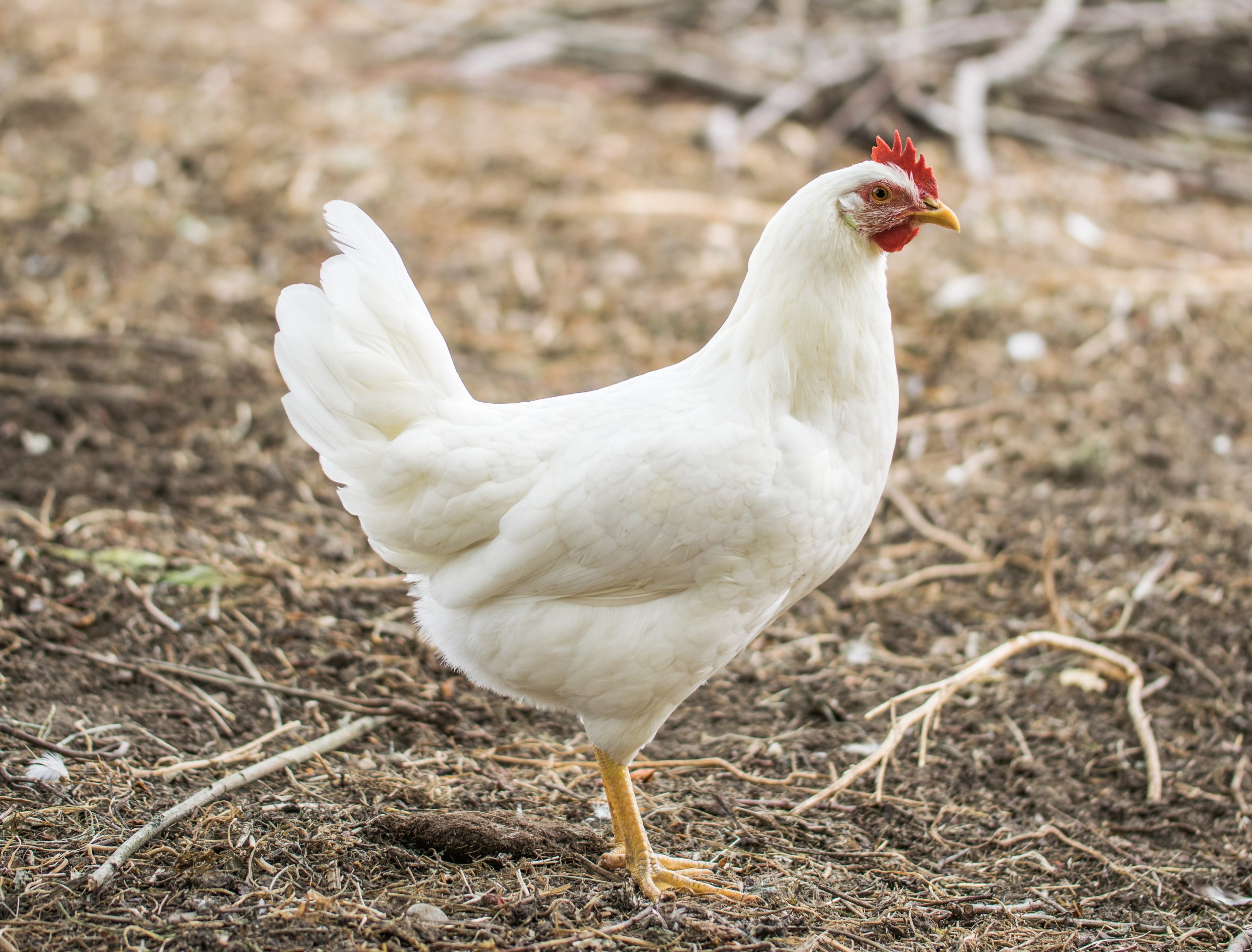 La importancia de mantener densidades de aves uniformes