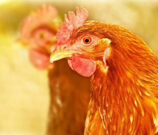 La granja ideal de gallinas ponedoras: bienestar, eficiencia y tecnología con Aviporc, SKOV y VDL