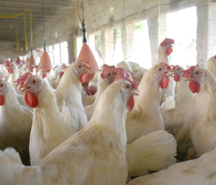 Importancia de la producción avícola, pollo y huevos, para seguridad alimentaria de Nicaragua