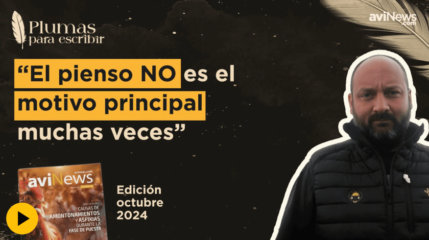 El PICAJE en avicultura alternativa: causas y desequilibrios nutricionales | Alberto Picchi