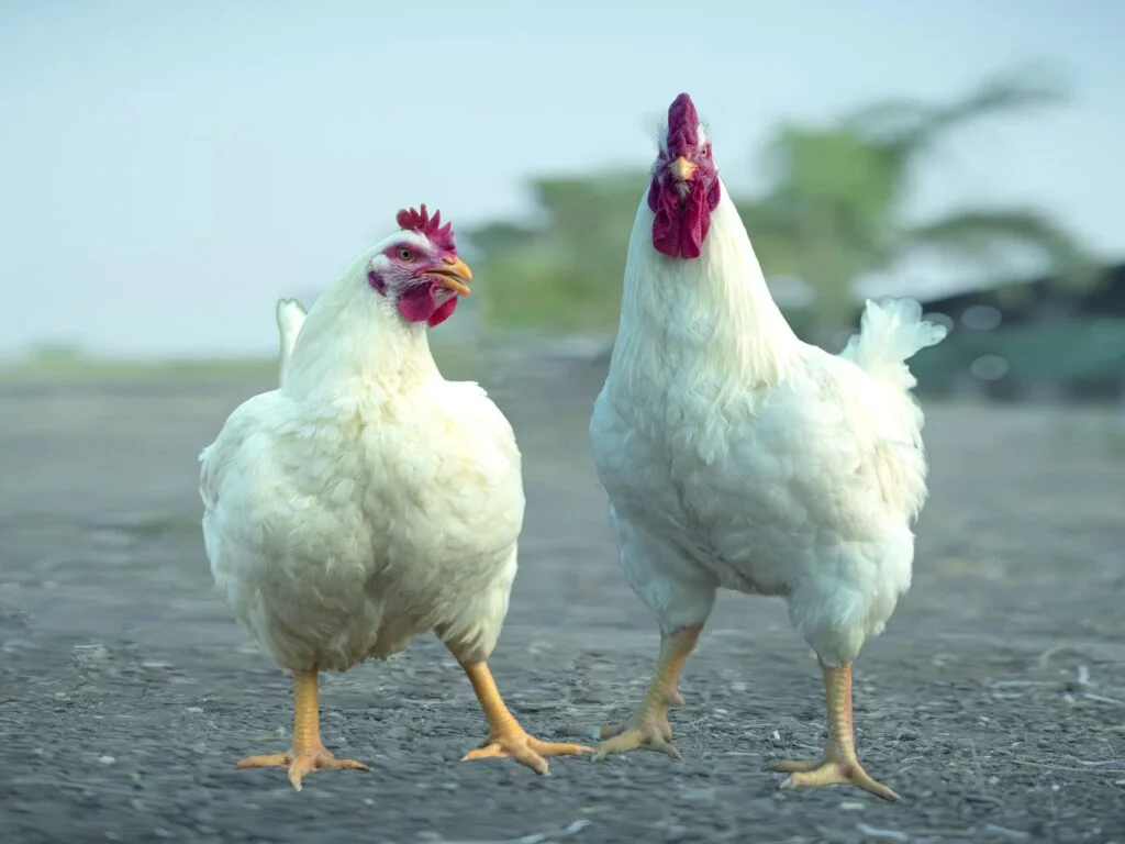 Broilers